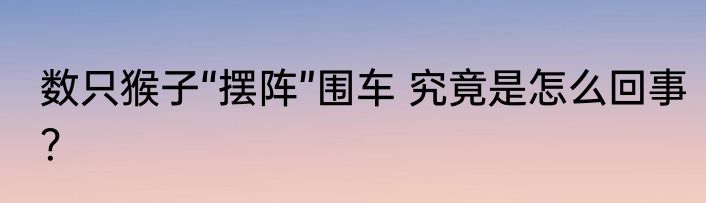 数只猴子“摆阵”围车 究竟是怎么回事？