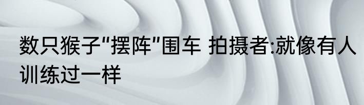 数只猴子“摆阵”围车 拍摄者:就像有人训练过一样