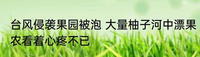 台风侵袭果园被泡 大量柚子河中漂果农看着心疼不已
