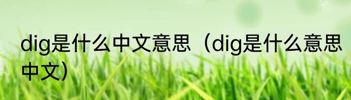 dig是什么中文意思（dig是什么意思中文）