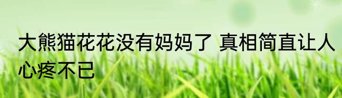 大熊猫花花没有妈妈了 真相简直让人心疼不已