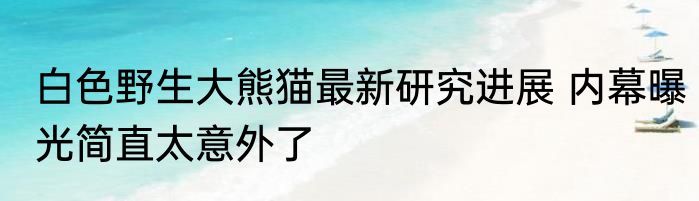 白色野生大熊猫最新研究进展 内幕曝光简直太意外了