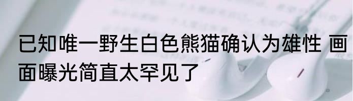 已知唯一野生白色熊猫确认为雄性 画面曝光简直太罕见了
