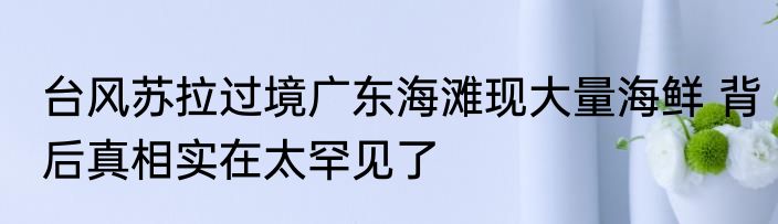 台风苏拉过境广东海滩现大量海鲜 背后真相实在太罕见了