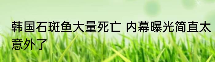 韩国石斑鱼大量死亡 内幕曝光简直太意外了