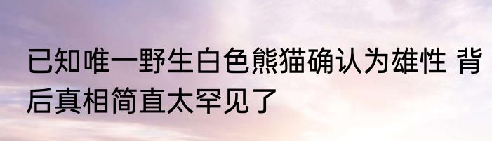 已知唯一野生白色熊猫确认为雄性 背后真相简直太罕见了