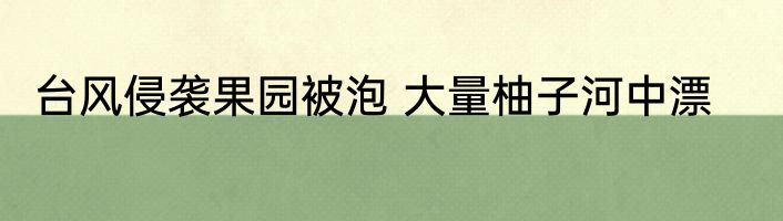 台风侵袭果园被泡 大量柚子河中漂