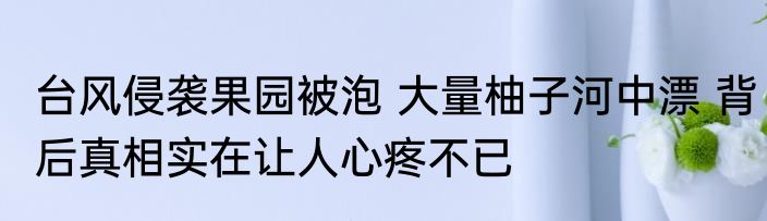 台风侵袭果园被泡 大量柚子河中漂 背后真相实在让人心疼不已