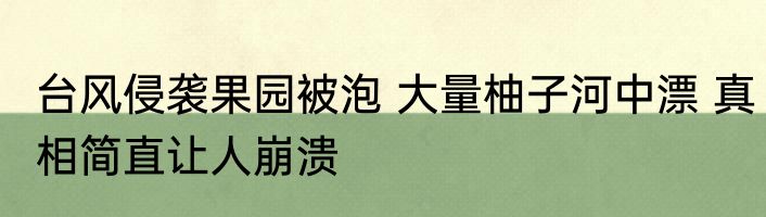 台风侵袭果园被泡 大量柚子河中漂 真相简直让人崩溃