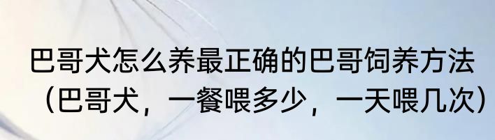 巴哥犬怎么养最正确的巴哥饲养方法（巴哥犬，一餐喂多少，一天喂几次）