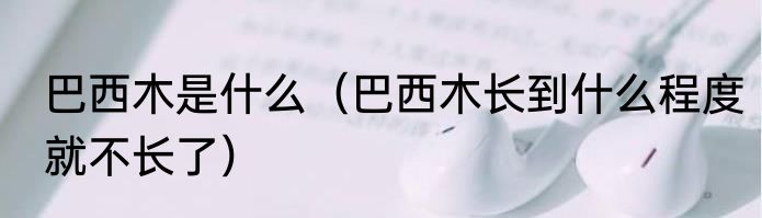 巴西木是什么（巴西木长到什么程度就不长了）