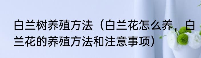 白兰树养殖方法（白兰花怎么养，白兰花的养殖方法和注意事项）