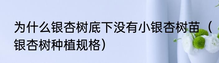 为什么银杏树底下没有小银杏树苗（银杏树种植规格）