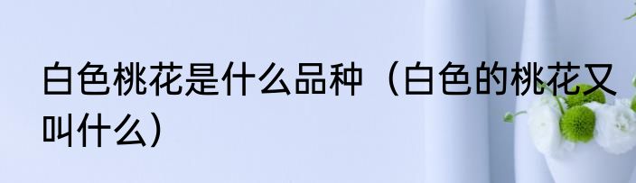 白色桃花是什么品种（白色的桃花又叫什么）