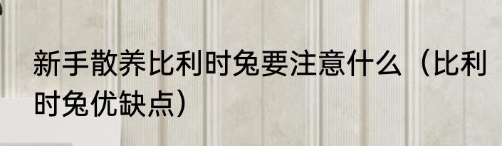 新手散养比利时兔要注意什么（比利时兔优缺点）