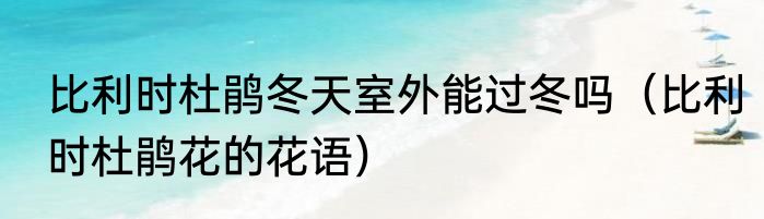 比利时杜鹃冬天室外能过冬吗（比利时杜鹃花的花语）