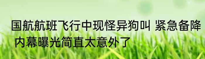 国航航班飞行中现怪异狗叫 紧急备降 内幕曝光简直太意外了
