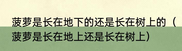 菠萝是长在地下的还是长在树上的（菠萝是长在地上还是长在树上）