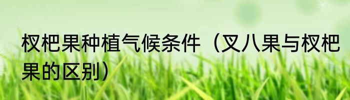 杈杷果种植气候条件（叉八果与杈杷果的区别）