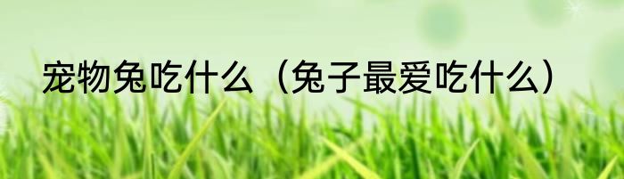 宠物兔吃什么（兔子最爱吃什么）