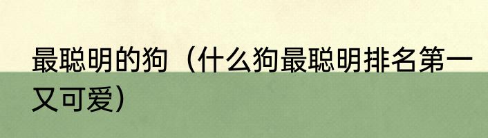 最聪明的狗（什么狗最聪明排名第一又可爱）