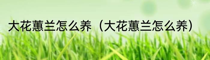 大花蕙兰怎么养（大花蕙兰怎么养）