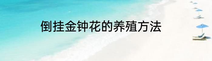 倒挂金钟花的养殖方法