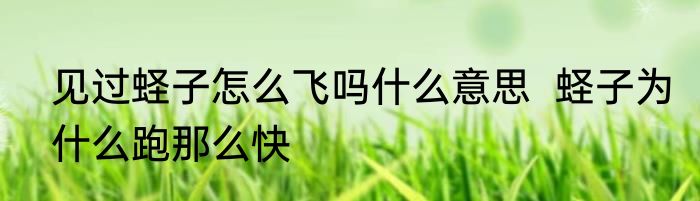 见过蛏子怎么飞吗什么意思  蛏子为什么跑那么快