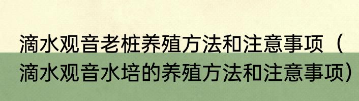 滴水观音老桩养殖方法和注意事项（滴水观音水培的养殖方法和注意事项）