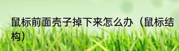 鼠标前面壳子掉下来怎么办（鼠标结构）