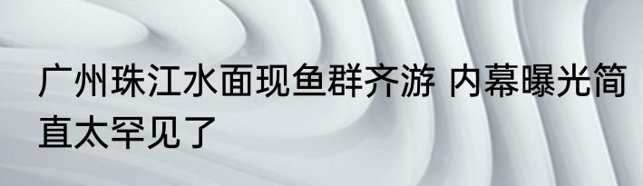 广州珠江水面现鱼群齐游 内幕曝光简直太罕见了