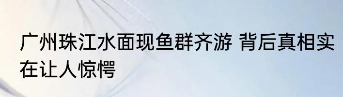 广州珠江水面现鱼群齐游 背后真相实在让人惊愕