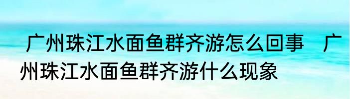  广州珠江水面鱼群齐游怎么回事   广州珠江水面鱼群齐游什么现象