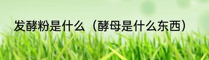发酵粉是什么（酵母是什么东西）