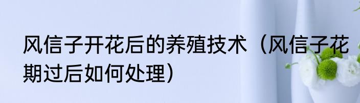 风信子开花后的养殖技术（风信子花期过后如何处理）