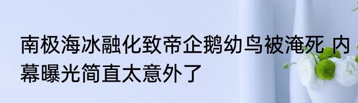 南极海冰融化致帝企鹅幼鸟被淹死 内幕曝光简直太意外了