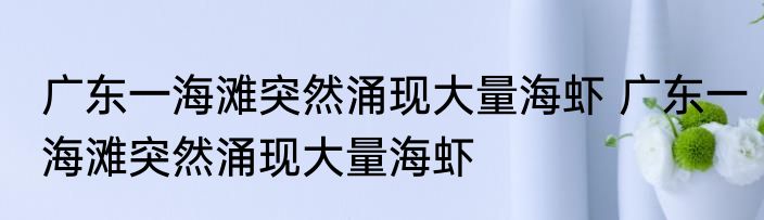 广东一海滩突然涌现大量海虾 广东一海滩突然涌现大量海虾