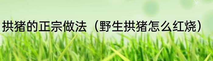 拱猪的正宗做法（野生拱猪怎么红烧）