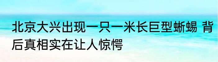 北京大兴出现一只一米长巨型蜥蜴 背后真相实在让人惊愕