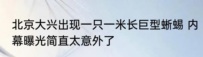 北京大兴出现一只一米长巨型蜥蜴 内幕曝光简直太意外了