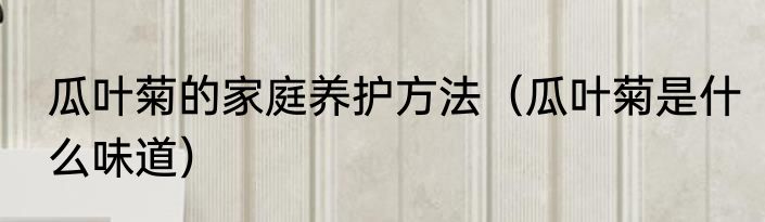 瓜叶菊的家庭养护方法（瓜叶菊是什么味道）