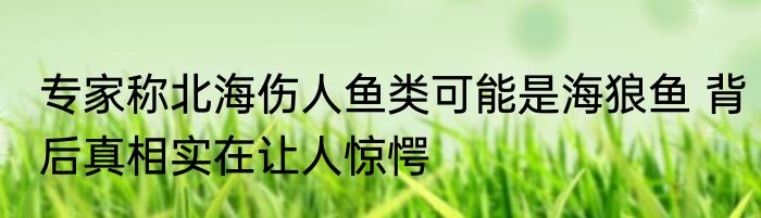 专家称北海伤人鱼类可能是海狼鱼 背后真相实在让人惊愕