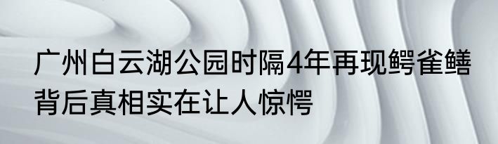 广州白云湖公园时隔4年再现鳄雀鳝 背后真相实在让人惊愕