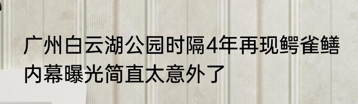 广州白云湖公园时隔4年再现鳄雀鳝 内幕曝光简直太意外了