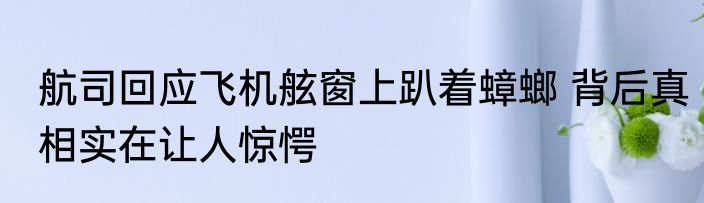 航司回应飞机舷窗上趴着蟑螂 背后真相实在让人惊愕