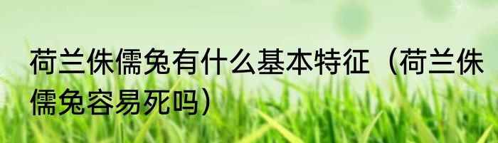 荷兰侏儒兔有什么基本特征（荷兰侏儒兔容易死吗）