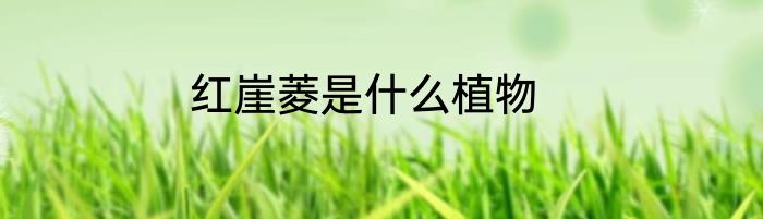 红崖菱是什么植物