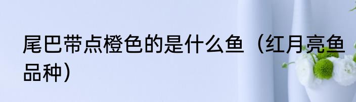尾巴带点橙色的是什么鱼（红月亮鱼品种）