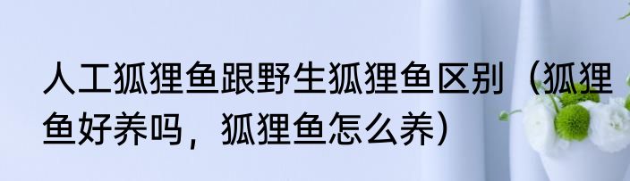 人工狐狸鱼跟野生狐狸鱼区别（狐狸鱼好养吗，狐狸鱼怎么养）