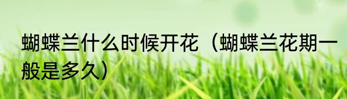 蝴蝶兰什么时候开花（蝴蝶兰花期一般是多久）